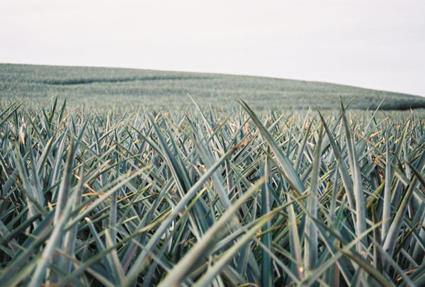pineapplefield