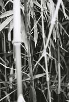 bambootrees