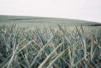 pineapplefield