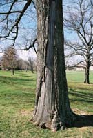 drillfieldtree