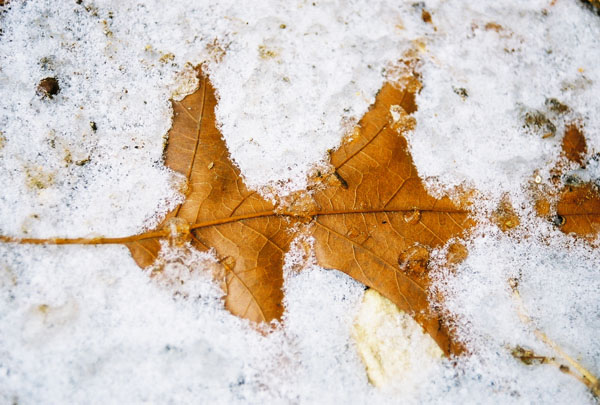 frozenleaf