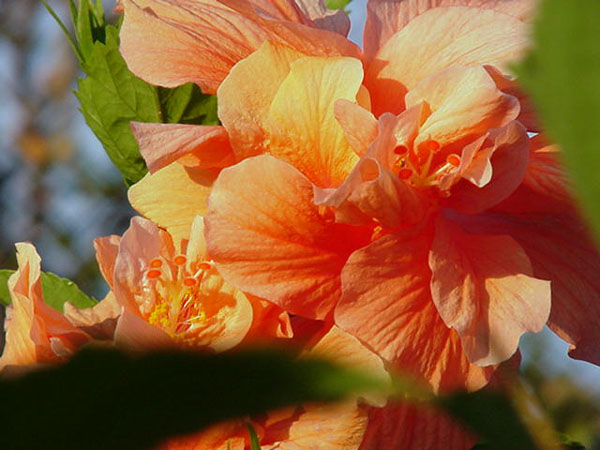 hibiscus2