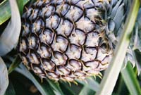 pineappleside